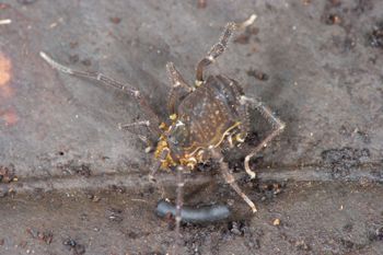 Media type: image;   Invertebrate Zoology 137243